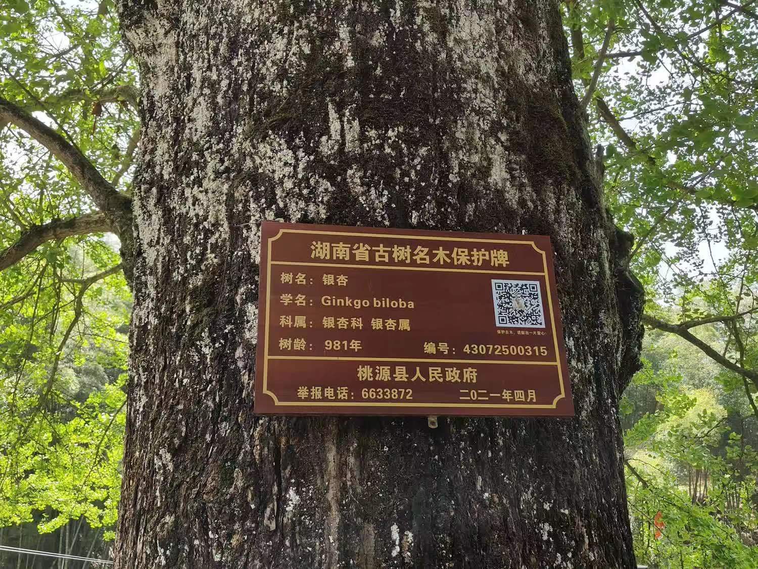 隆飛影視,宣傳片拍攝,專題片拍攝,隆飛影視文化傳播,常德紀(jì)錄片拍攝,宣傳片拍攝價(jià)格,沅澧美味167,常德梨園頌,梨園頌